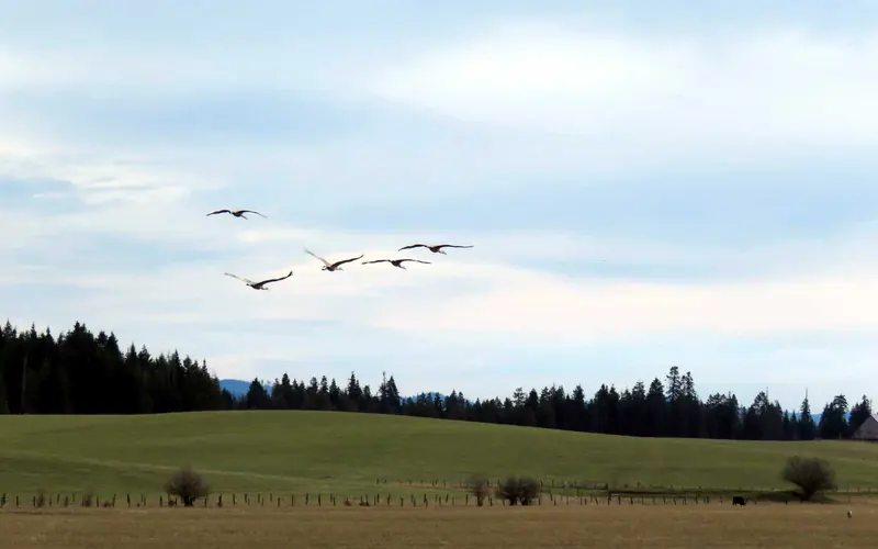 Birds in flight across a grassy field.