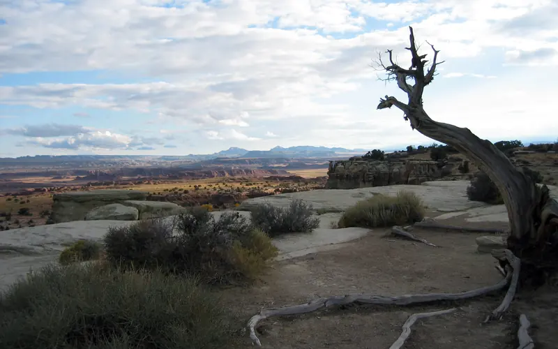 desert scenery, dead tree, blue sky with puffy coulds