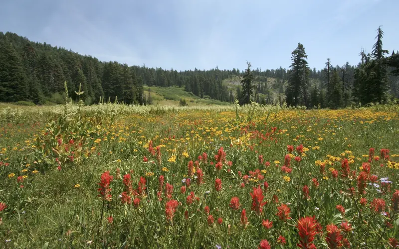 Mountain Meadows at Bigelow Lakes