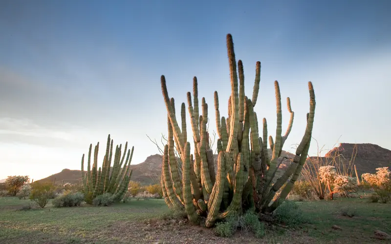 sun setting on a green organ pipe cactus