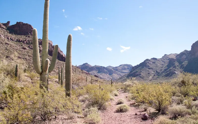 View of Alamo Canyon trail, flanked by saguaros and vegetation with mountains in background