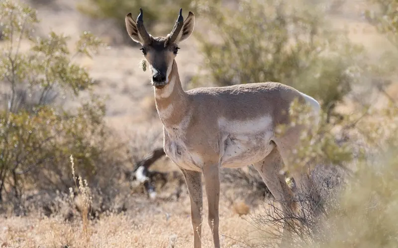 Sonoran pronghorn with cholla stuck to its face
