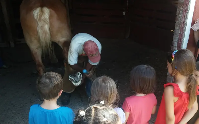 Farrier repairs horse hooves