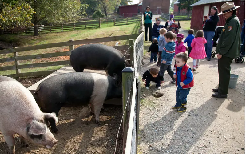 Young visitors meet the pigs.