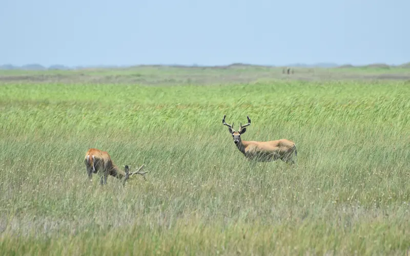 Two deer feed on grass. Their antlers have velvet on them.