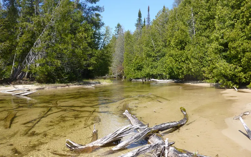 Shallow creek narrowing through the forest.
