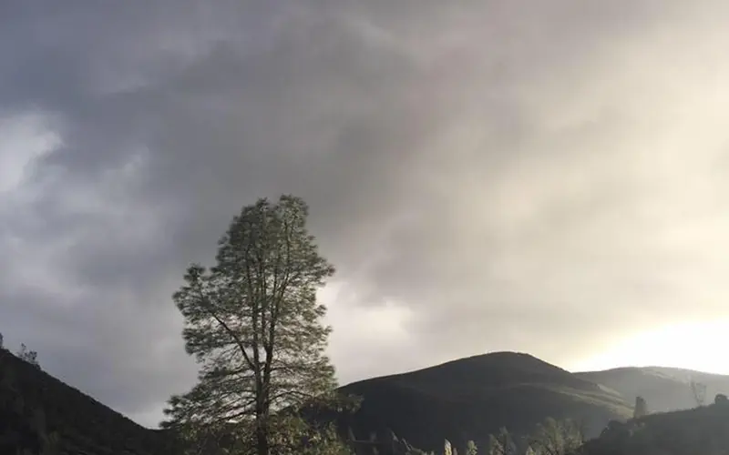 Light falling on tree