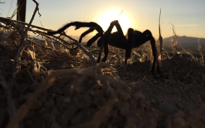 A Tarantula walking