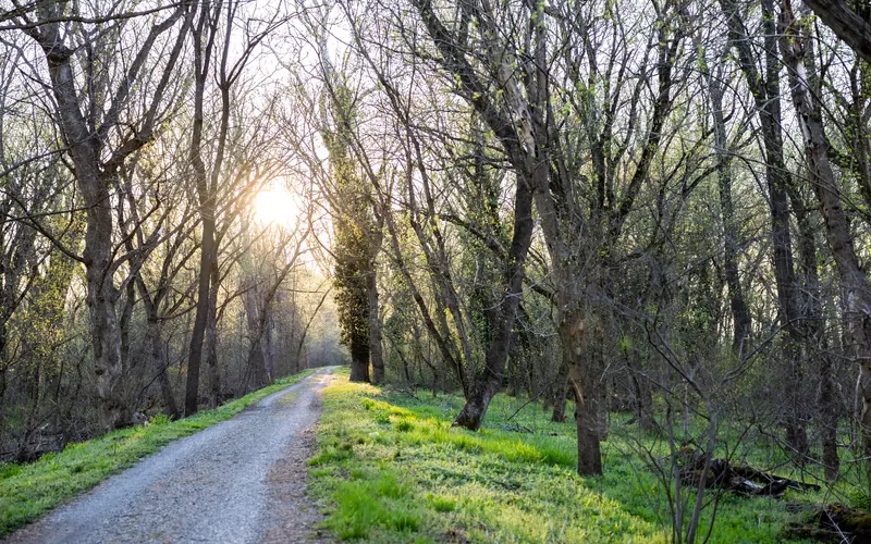 blue flowers bloom next to a trail