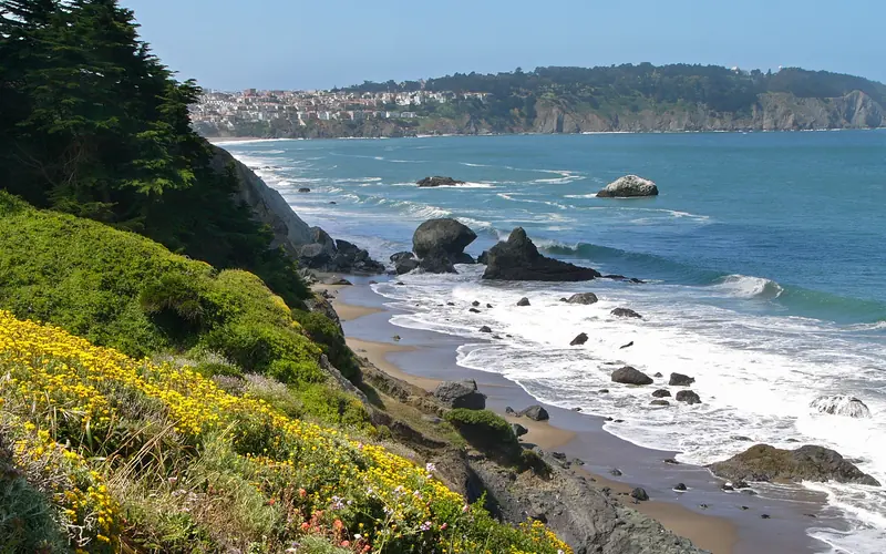 Rocky bluffs above the blue ocean covered with yellow flowers in the foreground and and trees.