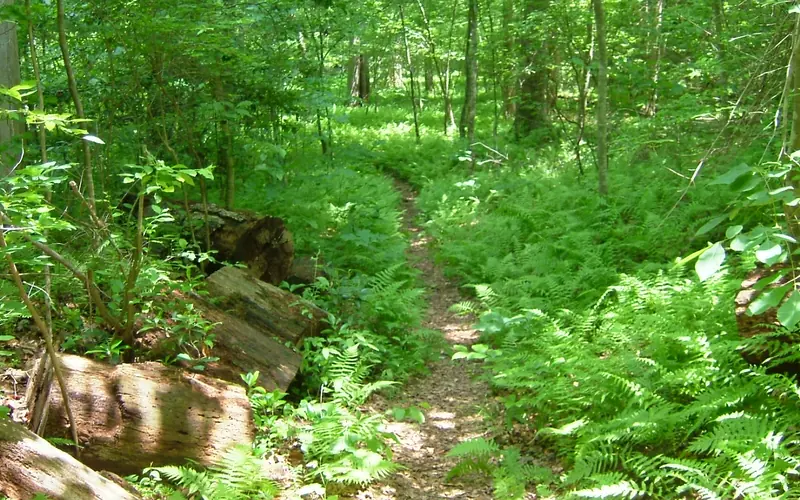 Farms to Forest Trail surrounded by ferns