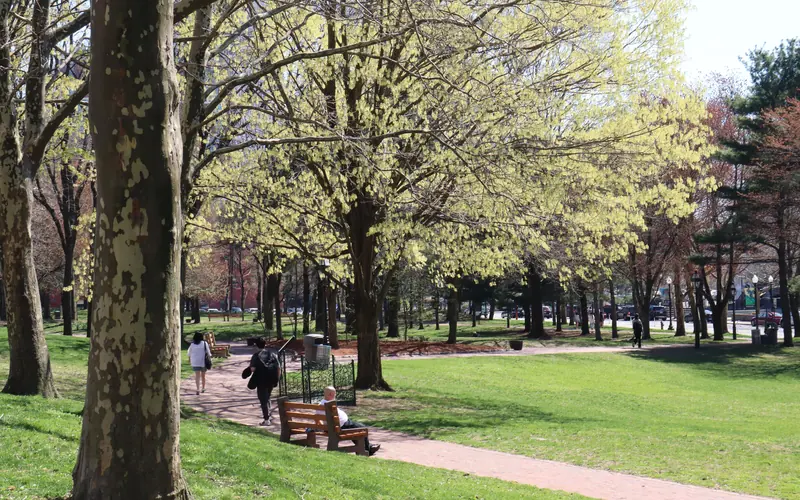 Shady lawn along a brick pathway