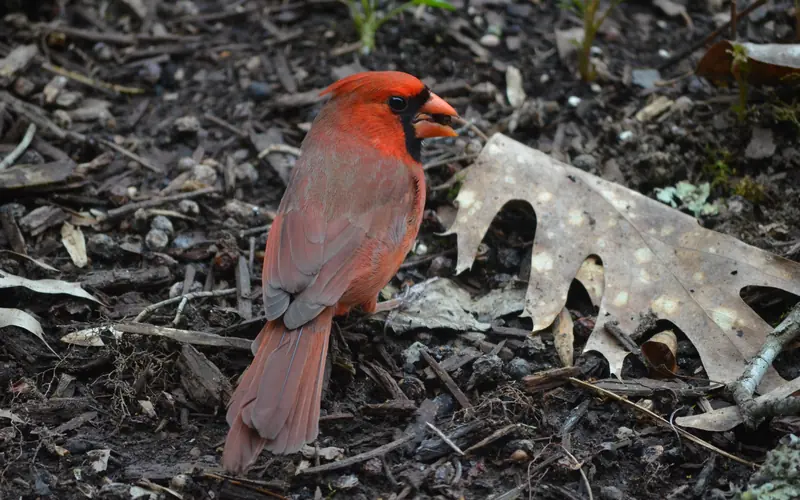 Northern Cardinal