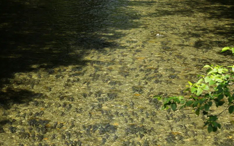 Salmon run in the Indian River