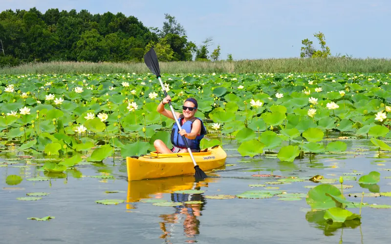 A person in a yellow kayak paddles through lotus blossoms.
