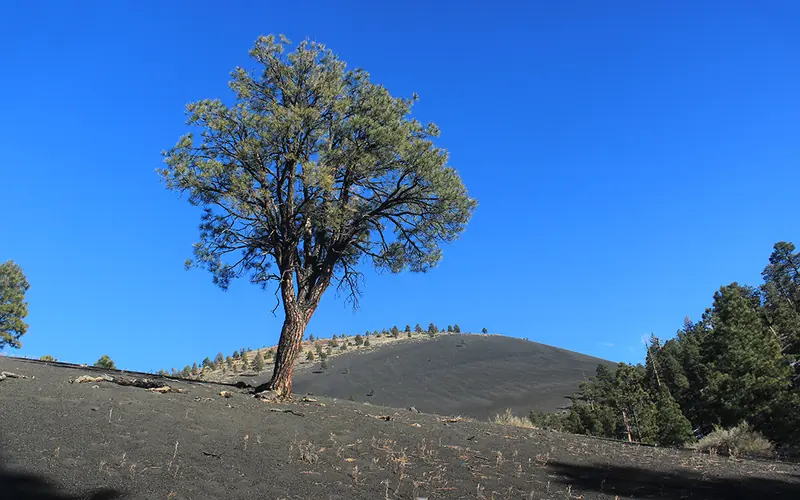 a small ponderosa pine tree in a field of rolling cinder hills