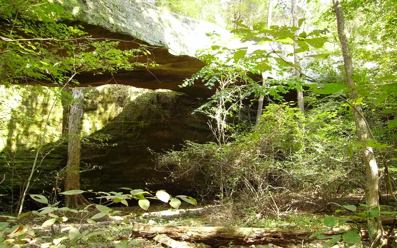 sunlight coming through trees with green leaves