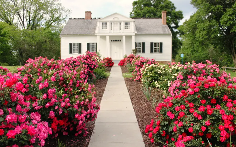 Roses in bloom in front of the Shirley House